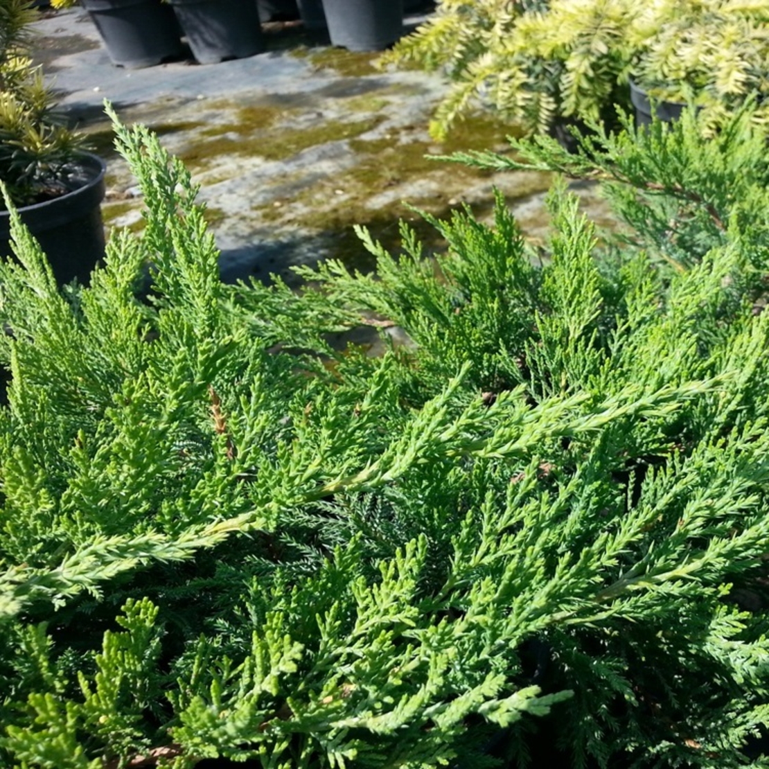 Хвойна сабина Juniperus sabina