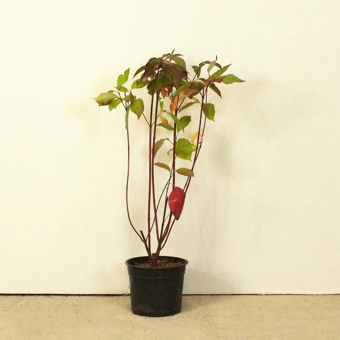 Дървесен дрян (червен клон) Cornus alba