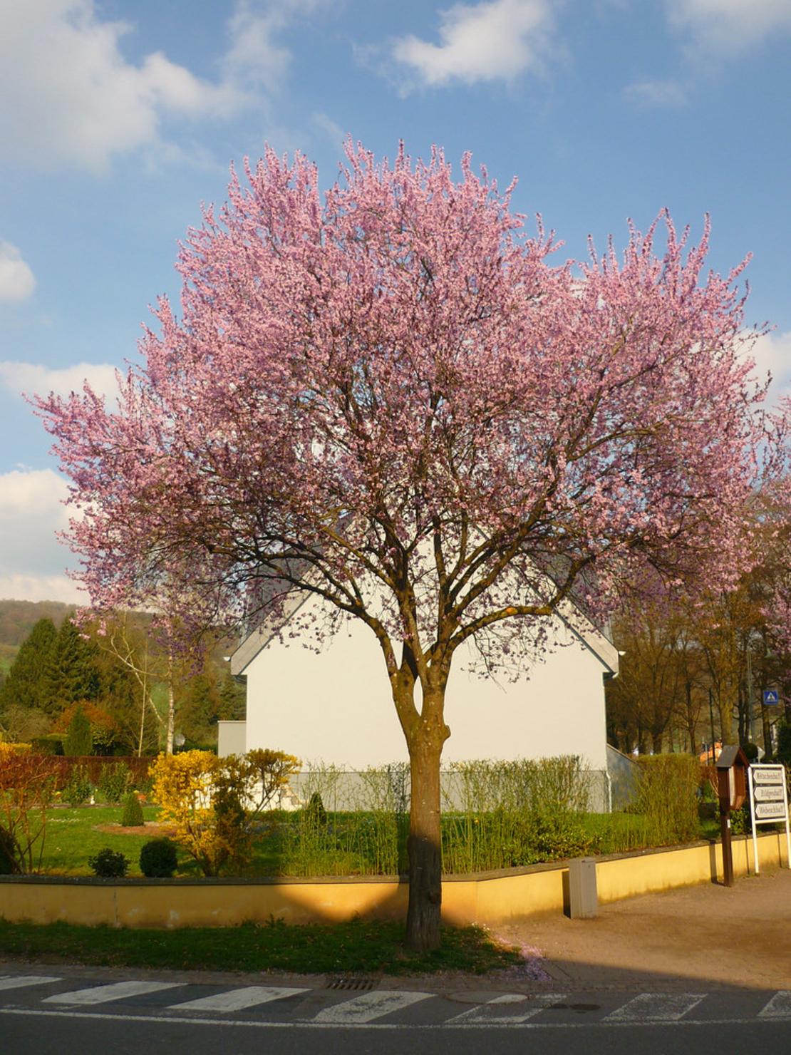 Джанка ‘Nigra’ Prunus cerasifera ‘Nigra’