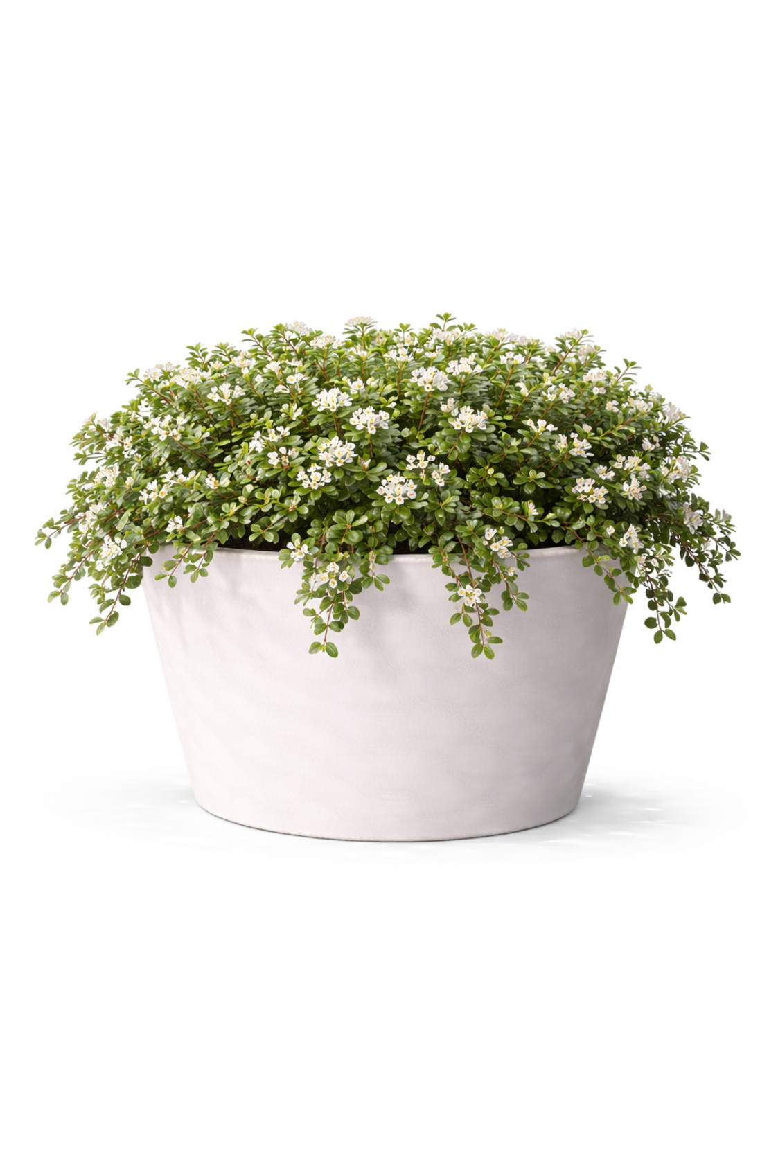 Котонеастер (пълзящ) Cotoneaster dammeri