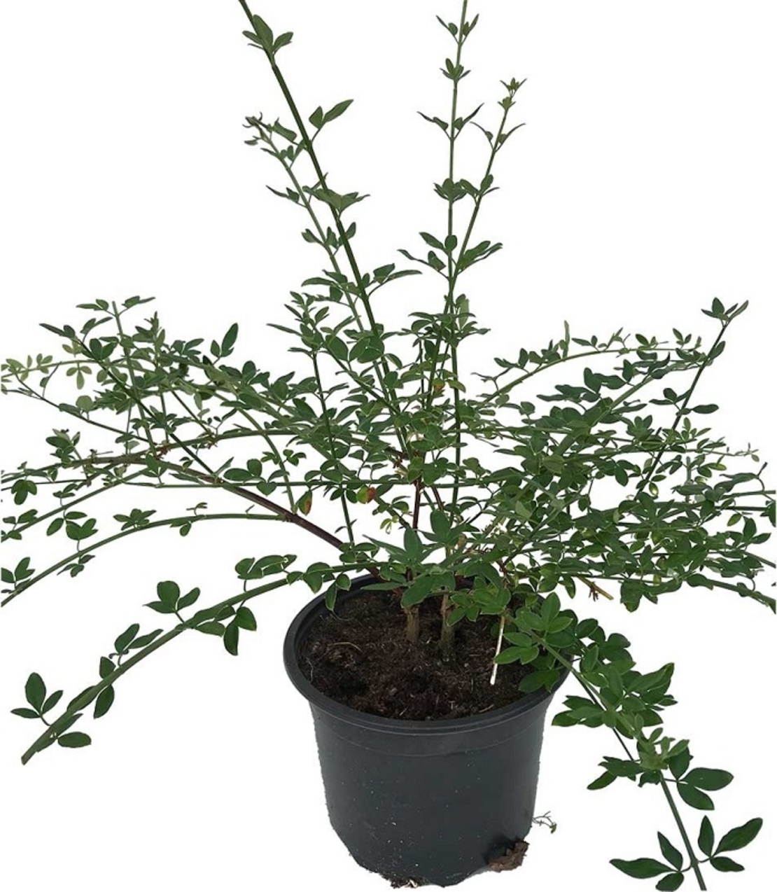 Жасмин зимен Jasminum nudiflorum