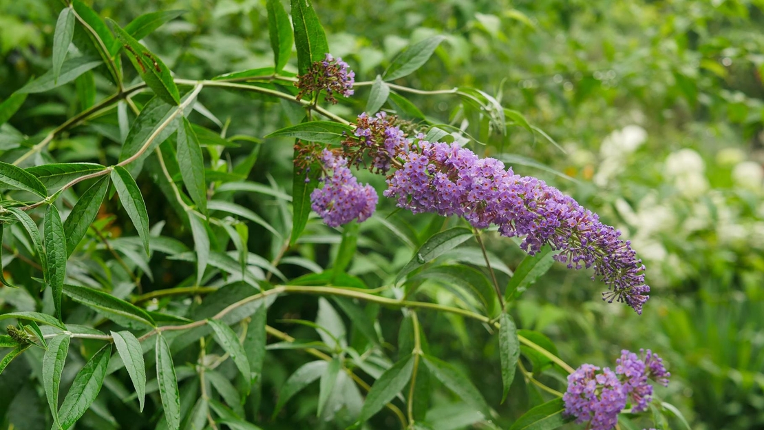 Будлея 	Buddleja davidii