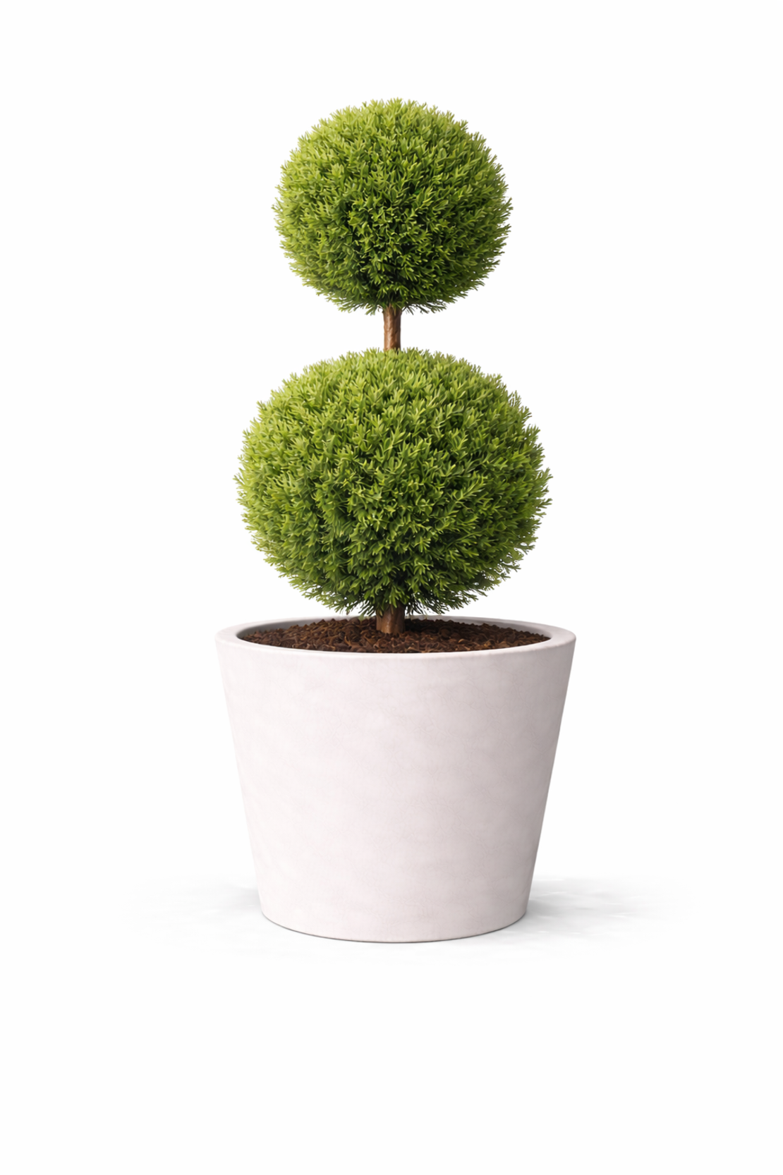 Лейландов кипарис (2 топки) Cupressocyparis leylandii