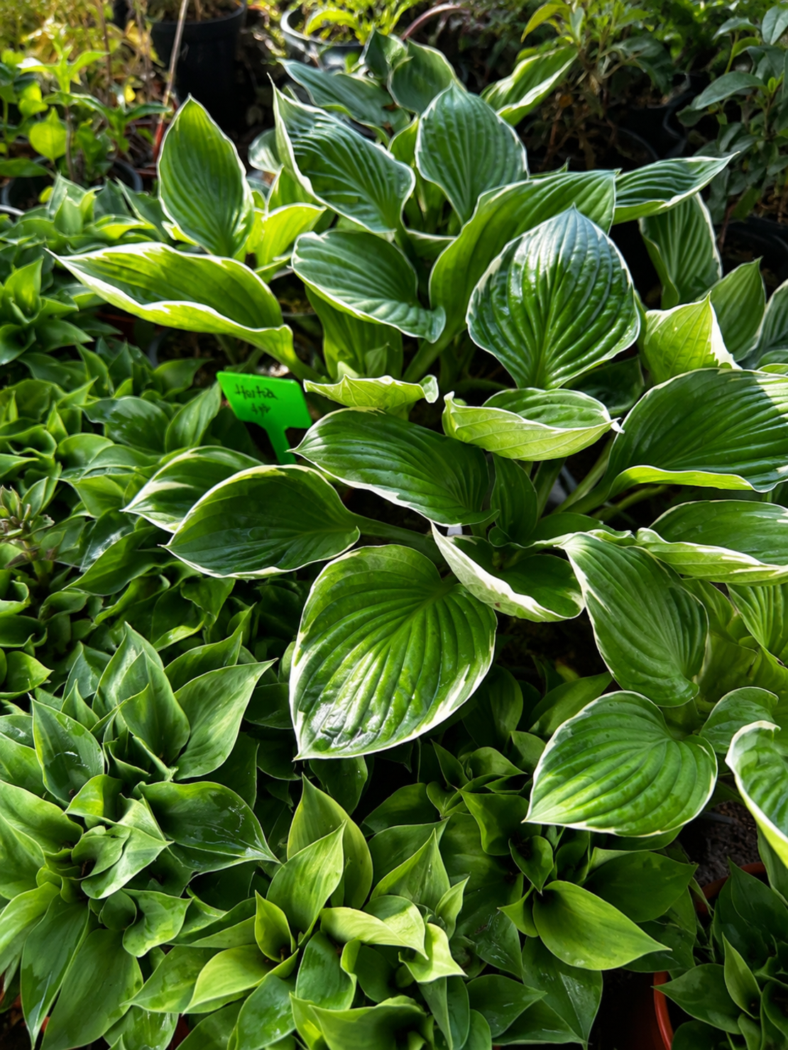 Хоста микс Hosta spp.
