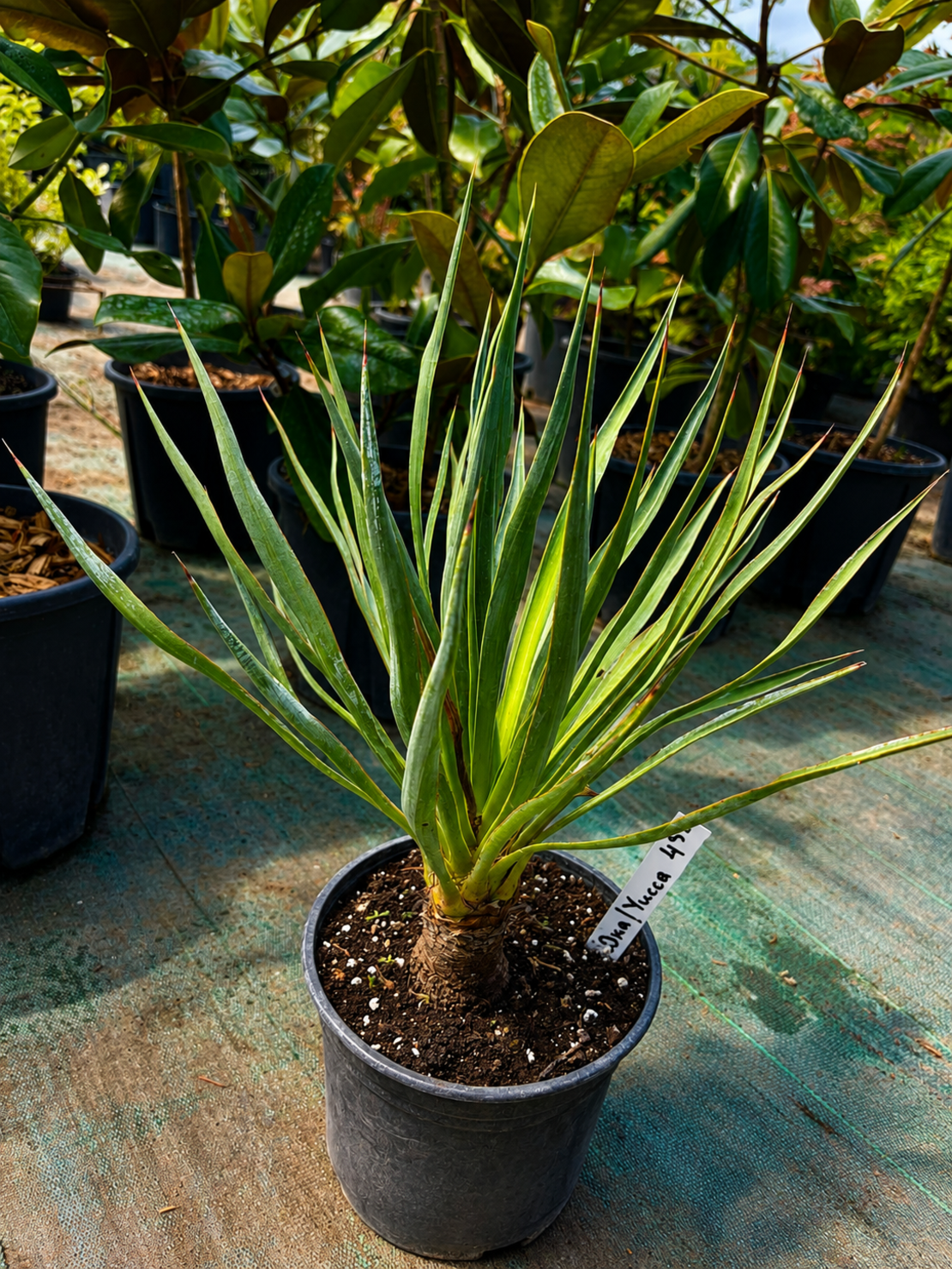 Юка 'Yucca spp.'