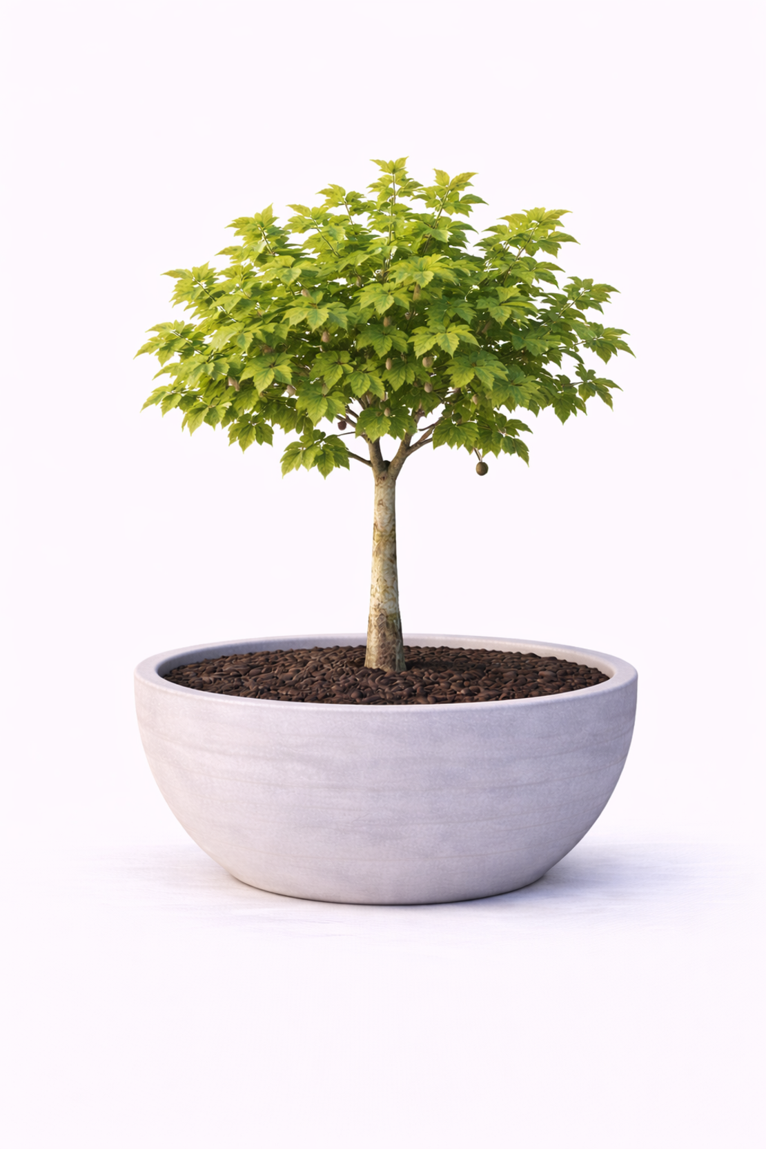 Платан Platanus acerifolia