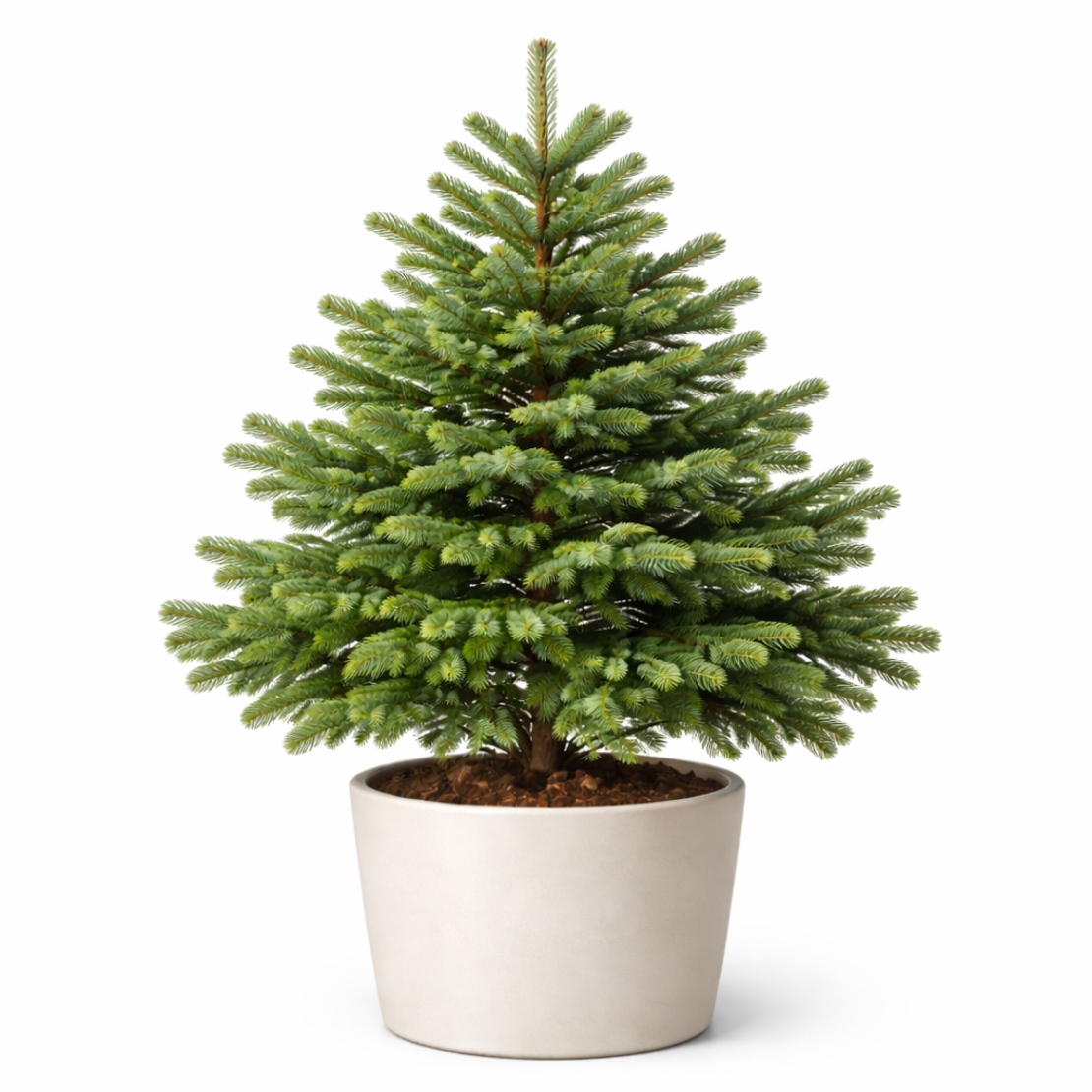 Нордманова ела Abies nordmanniana