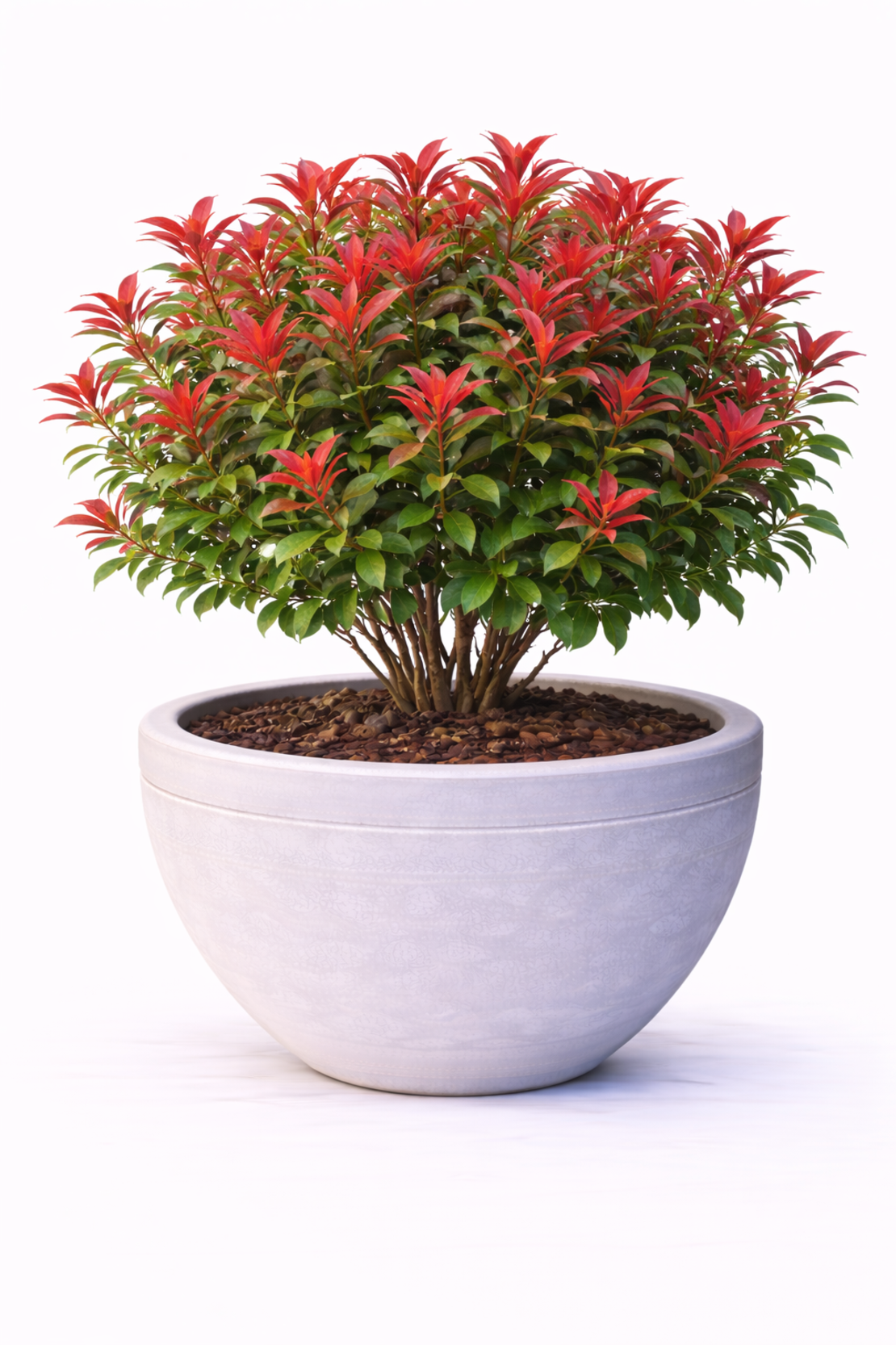 Фотиния ‘Red Robin’ Photinia × fraseri ‘Red Robin’