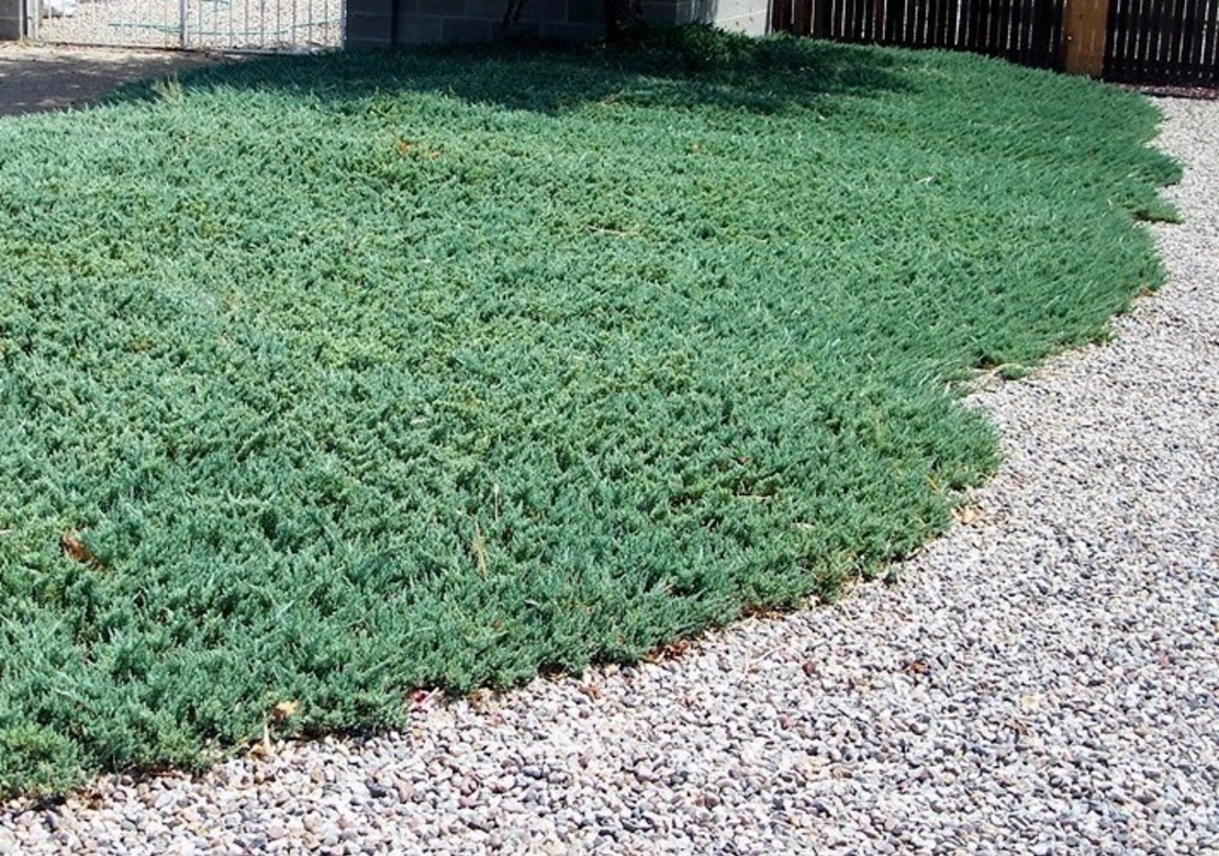 Хвойна хоризонтална ‘Prince of Wales’ Juniperus horizontalis ‘Prince of Wales’