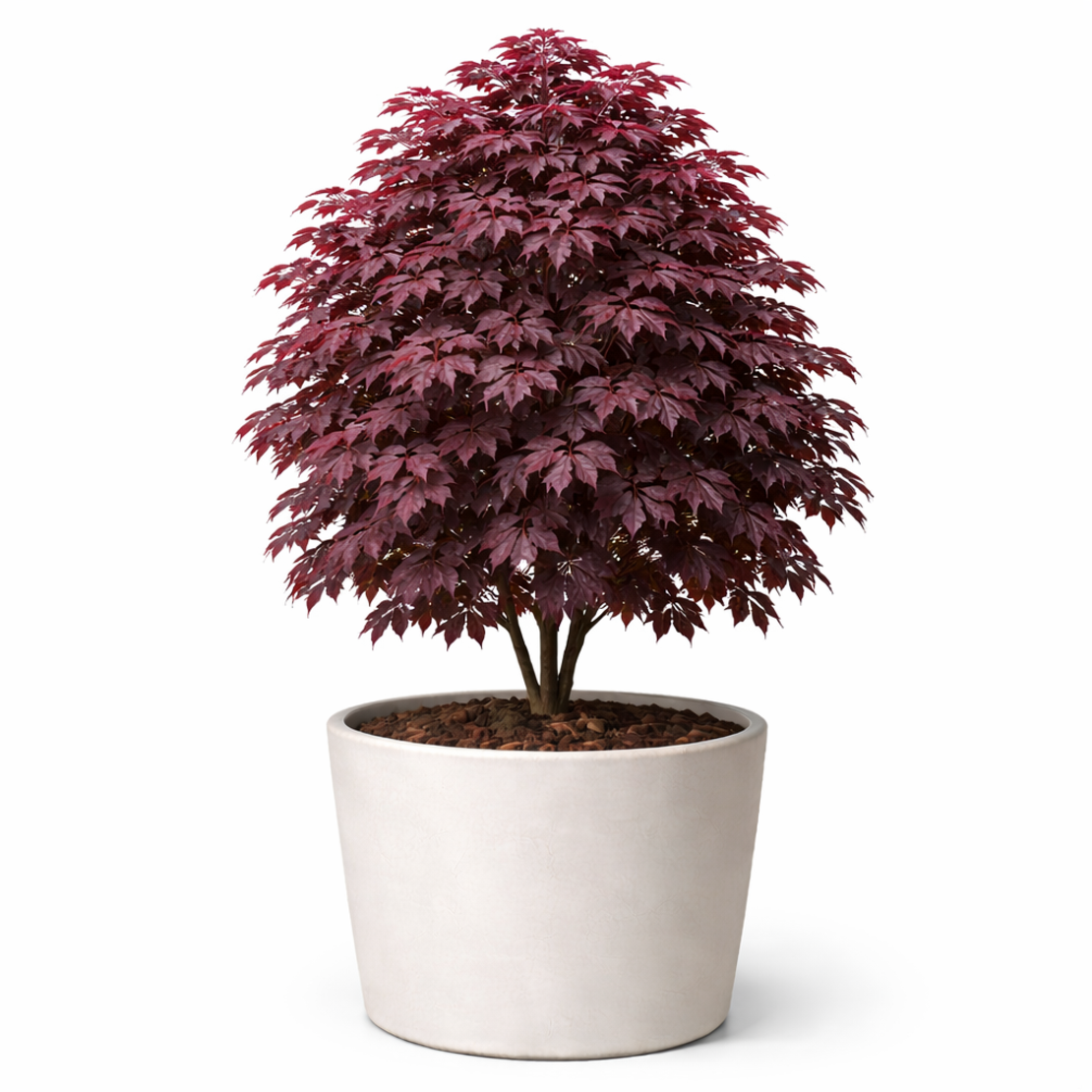 Норвежки клен ‘Crimson Sentry’ Acer platanoides ‘Crimson Sentry’