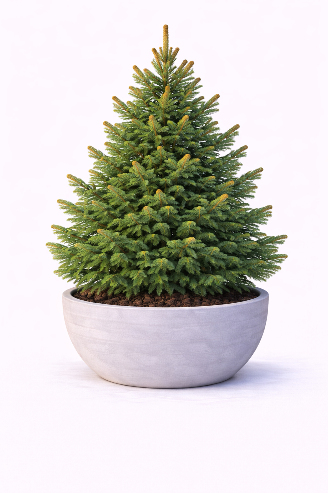 Норвежки смърч (обикновен) Picea abies