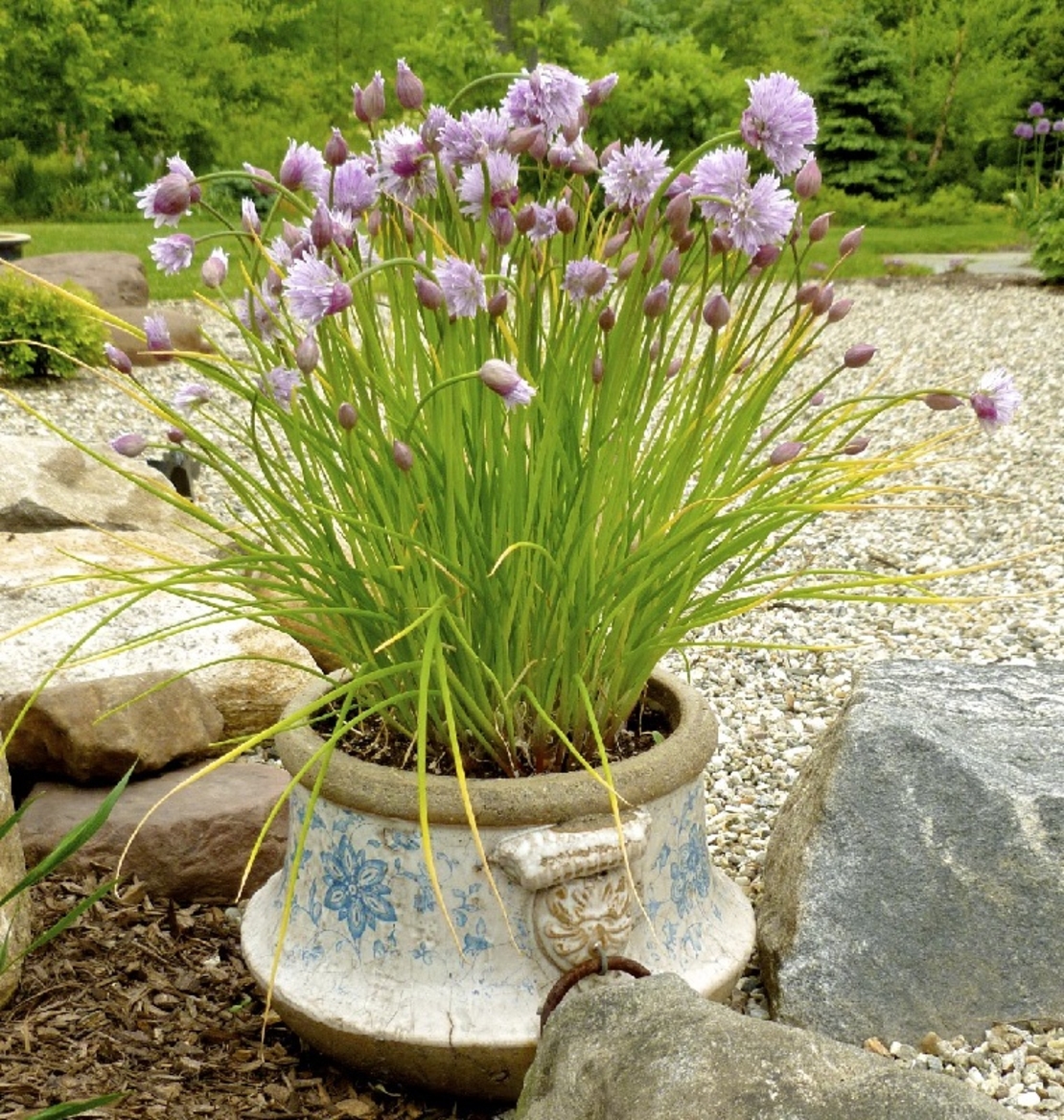 Декоративен лук ‘Christophii’ Allium cristophii