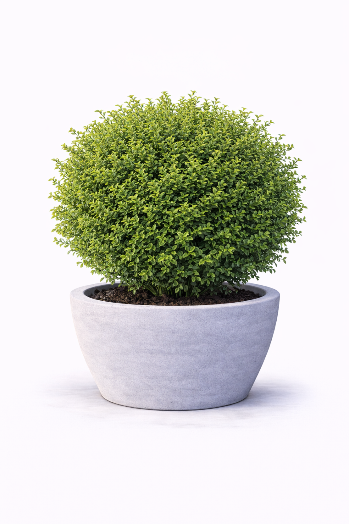 Орлов нокът дребнолистен Lonicera nitida