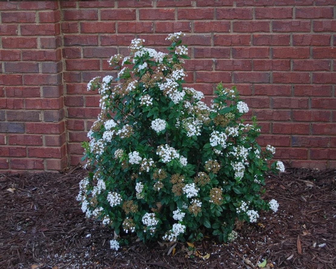 Калина ‘Tinus’ Viburnum tinus