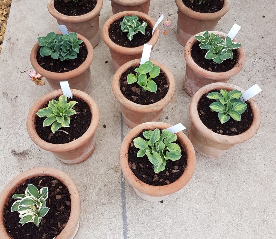 Хоста Hosta spp.