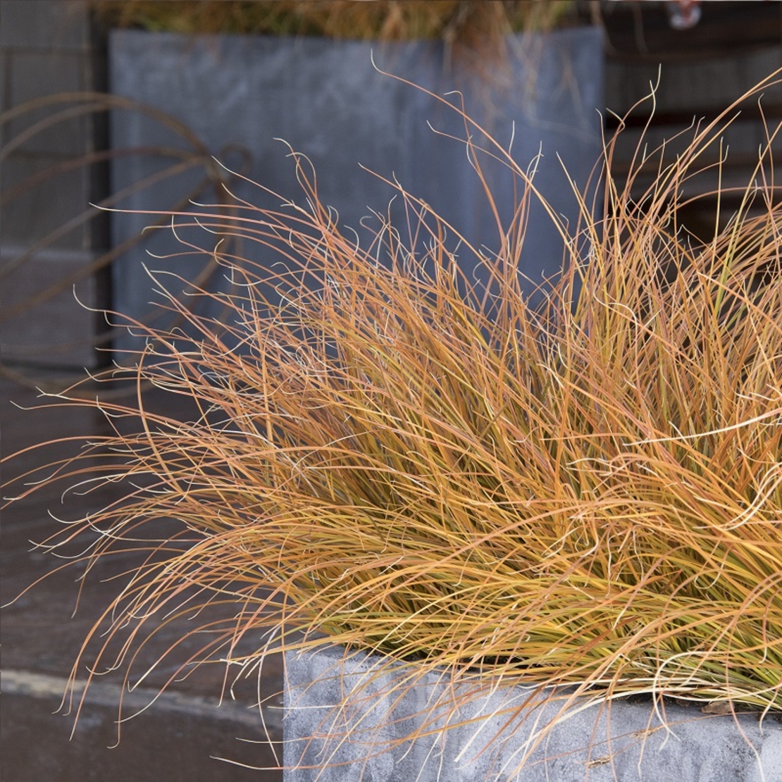 Карекс (съчмолистна острица) Carex spp.