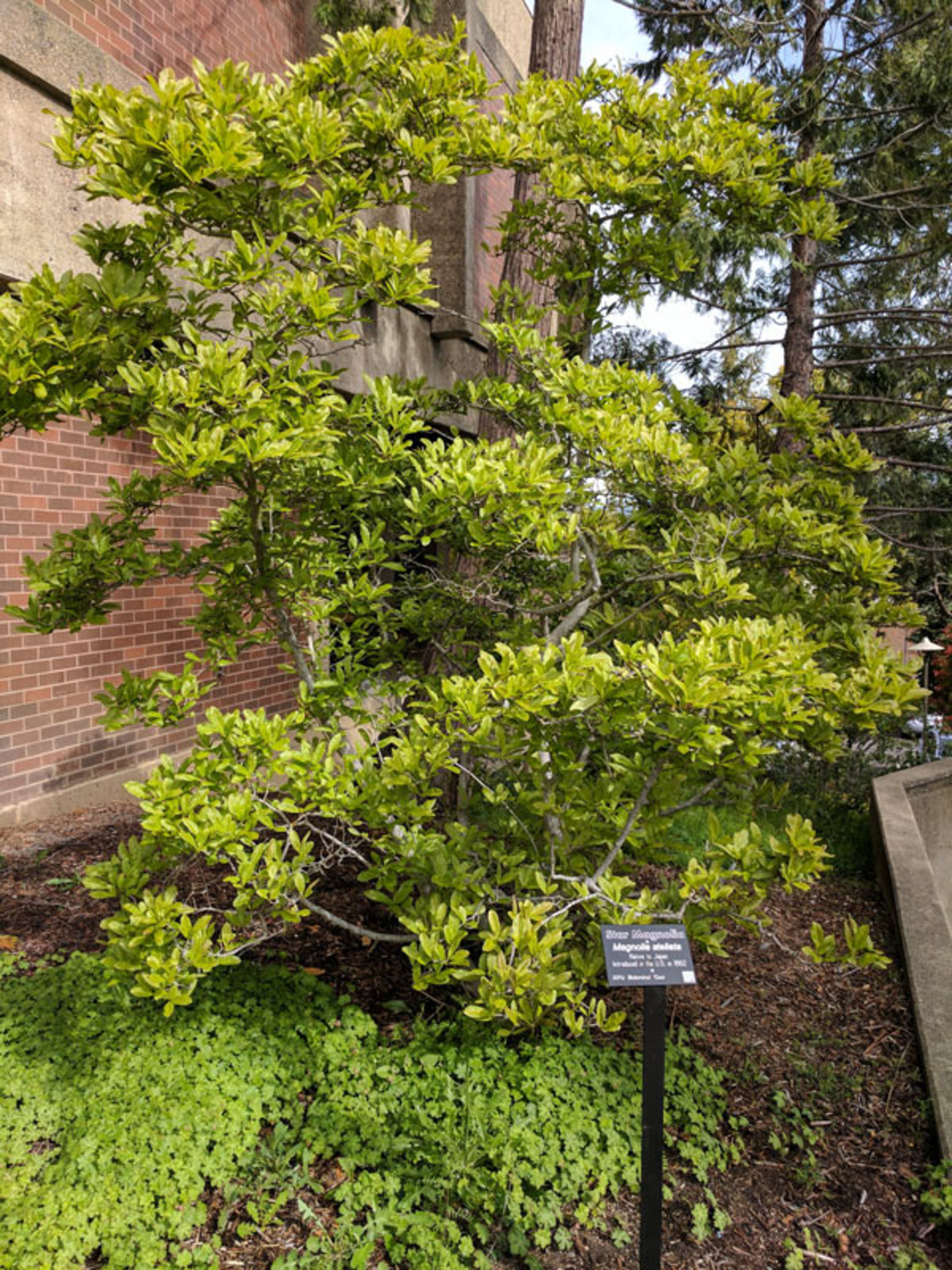 Магнолия звездовидна Magnolia stellata