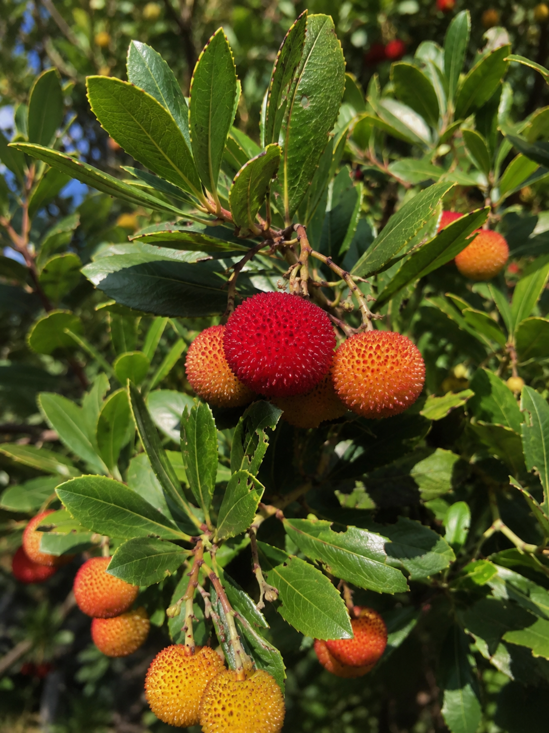 Арбутус / Ягодово дърво 'Arbutus unedo'