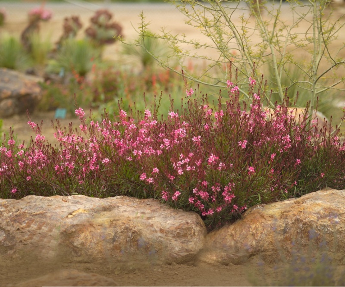 Гаура Gaura lindheimeri