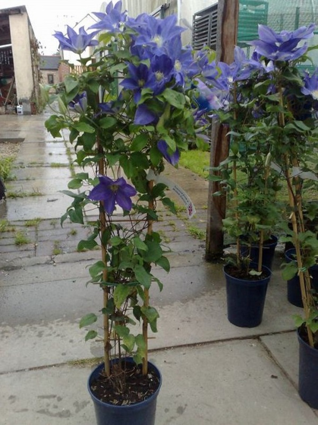 Клематис (хибриден сорт) Clematis spp.