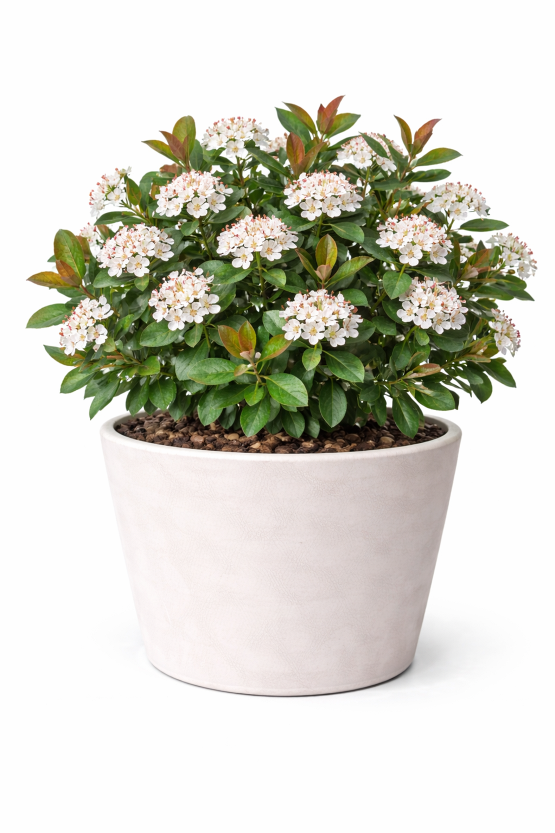 Арония (черноплодна) Aronia melanocarpa