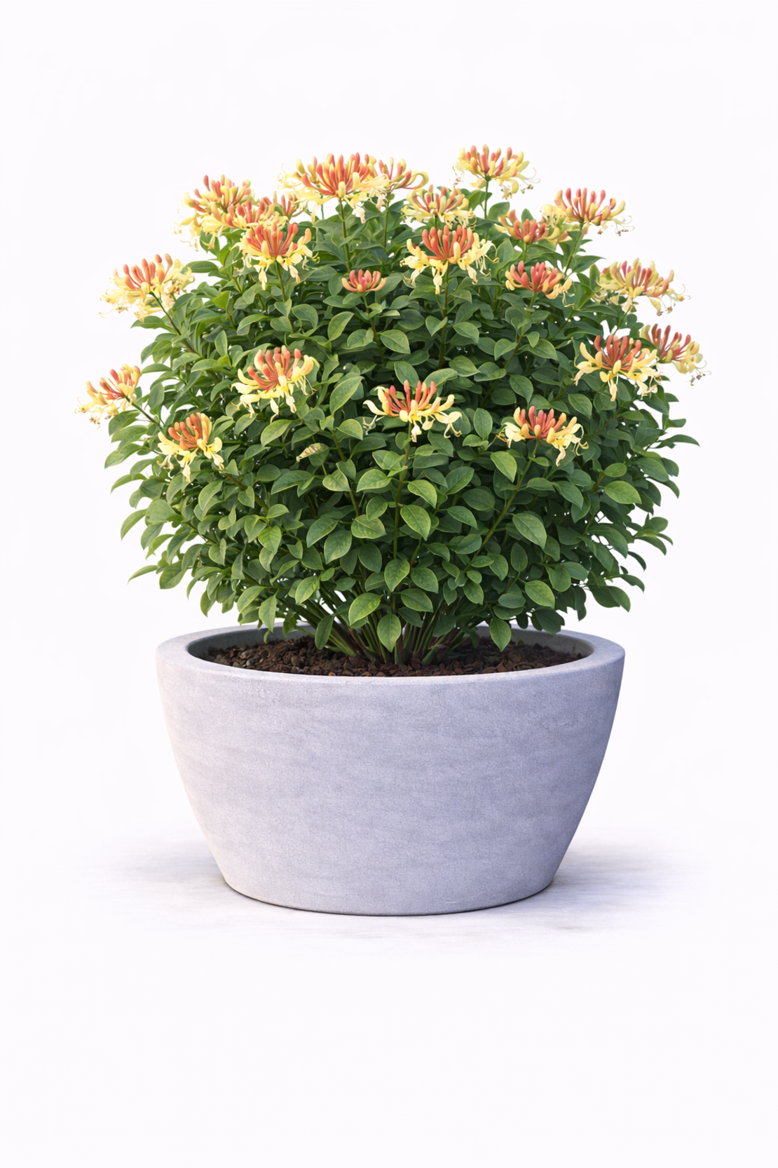 Орлов нокът катерлив Lonicera caprifolium