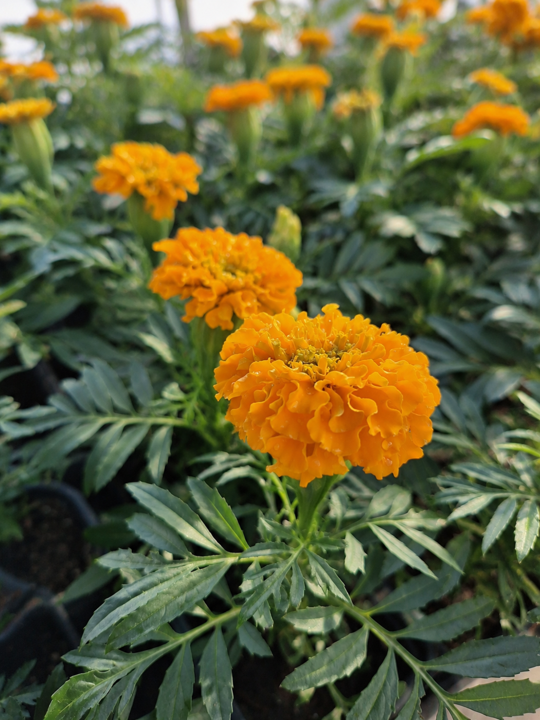 Тагетис 'Tagetes spp.'