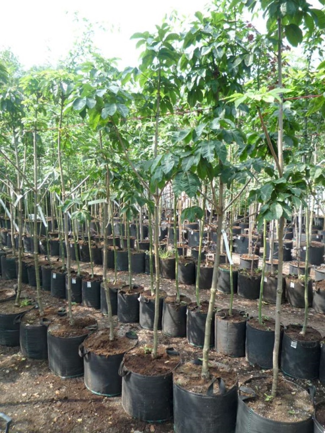 Конски кестен Aesculus hippocastanum