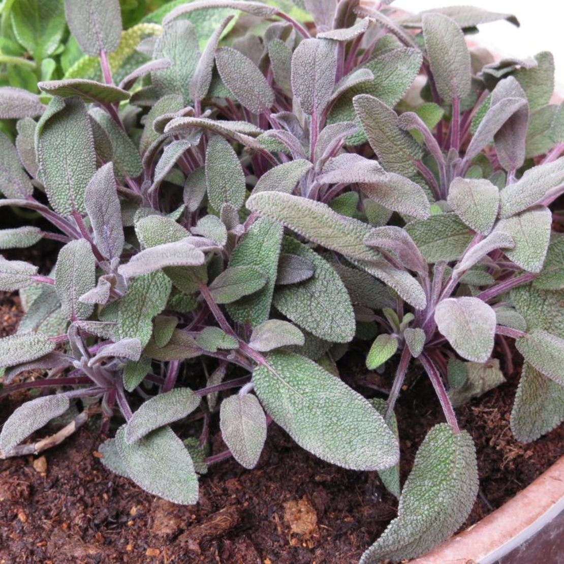 Салвия (градински чай) Salvia officinalis