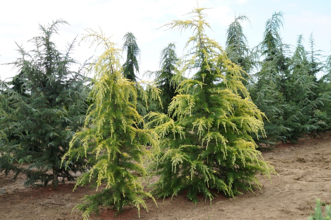 Кедър хималайски ‘Aurea’ Cedrus deodara ‘Aurea’
