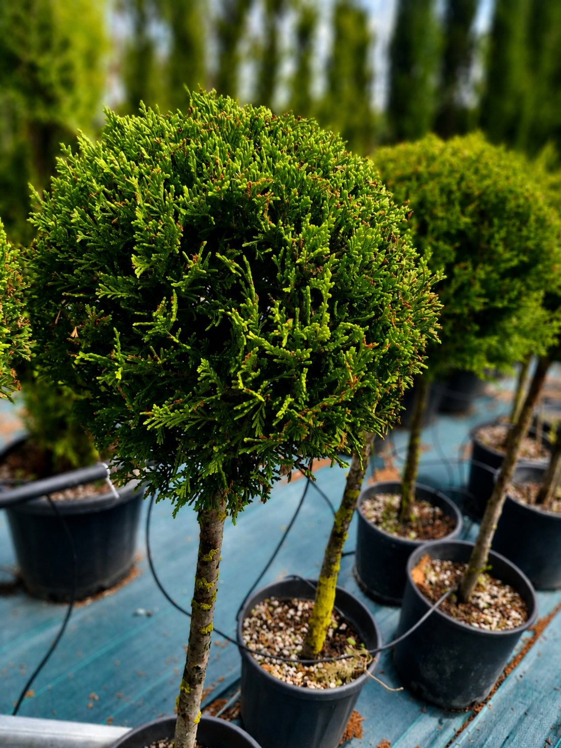 Лейландов кипарис (топка) 'Cupressocyparis leylandii'