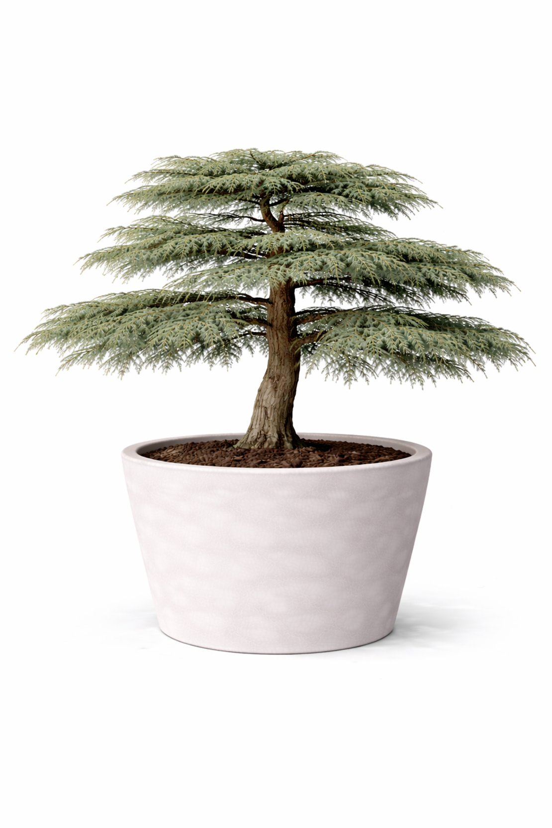 Кедър ливански (атласки тип) Cedrus libani