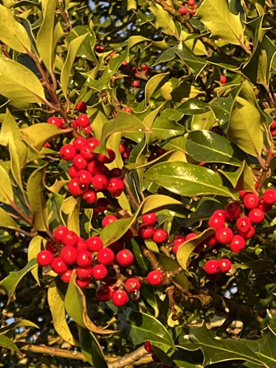 Илекс Аляска, Джел	 Ilex crenata 