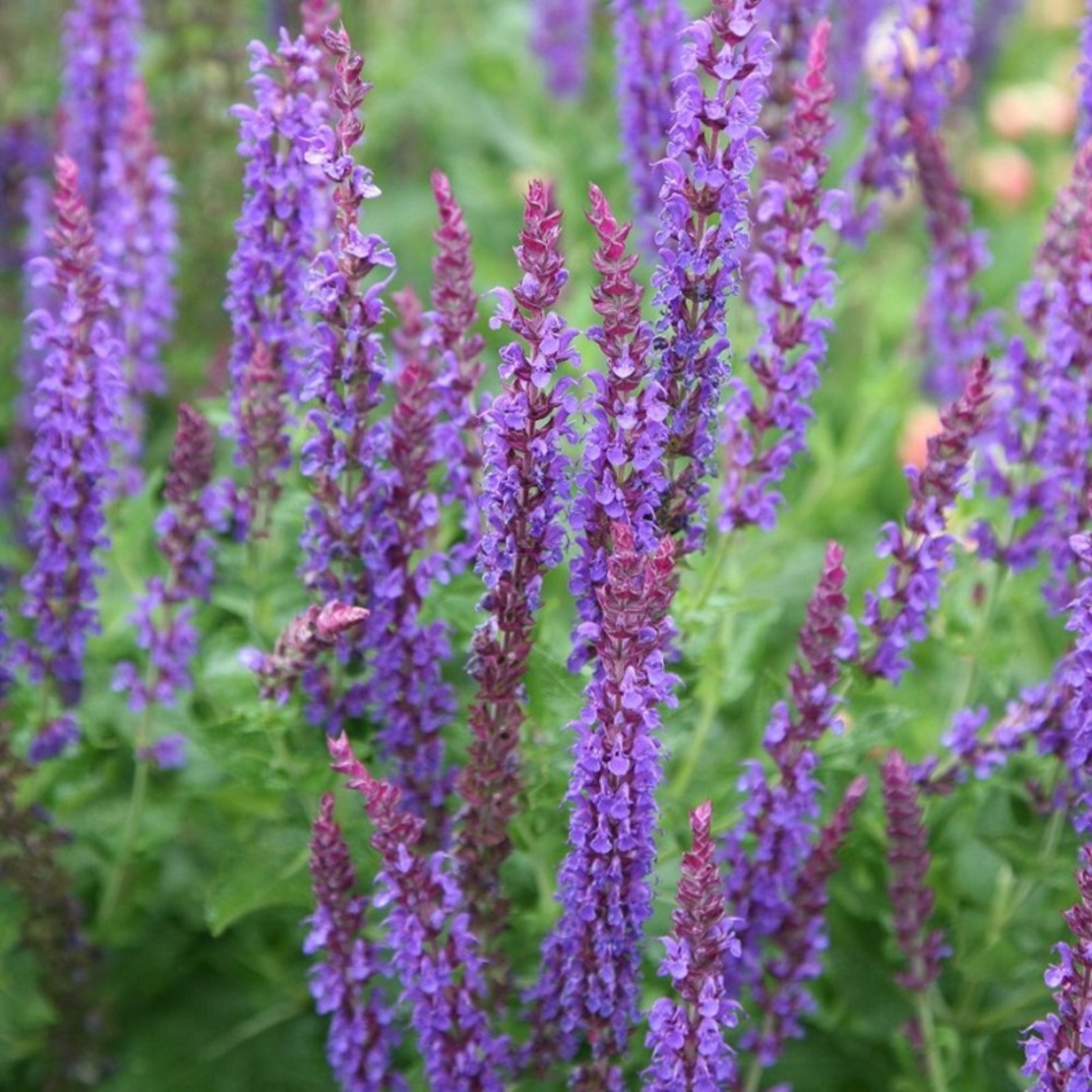 Салвия (градински чай) Salvia officinalis