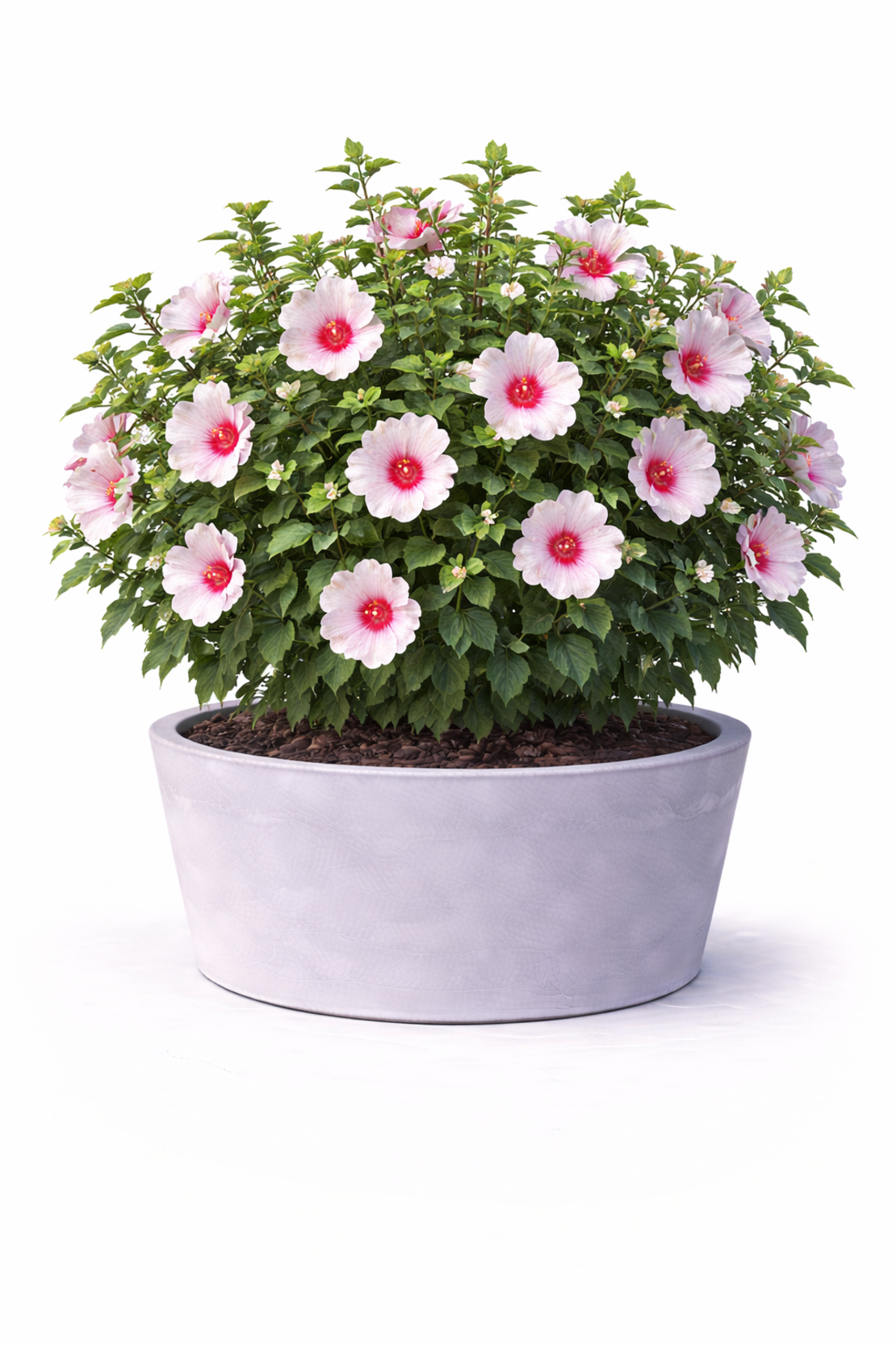 Хибискус сирийски Hibiscus syriacus