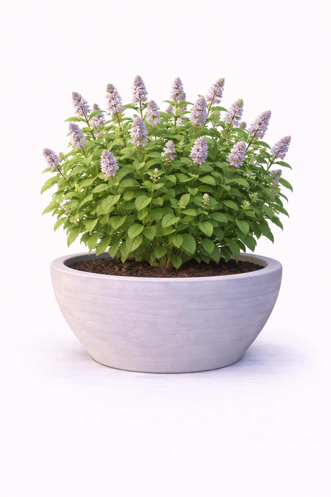 Мента Mentha piperita