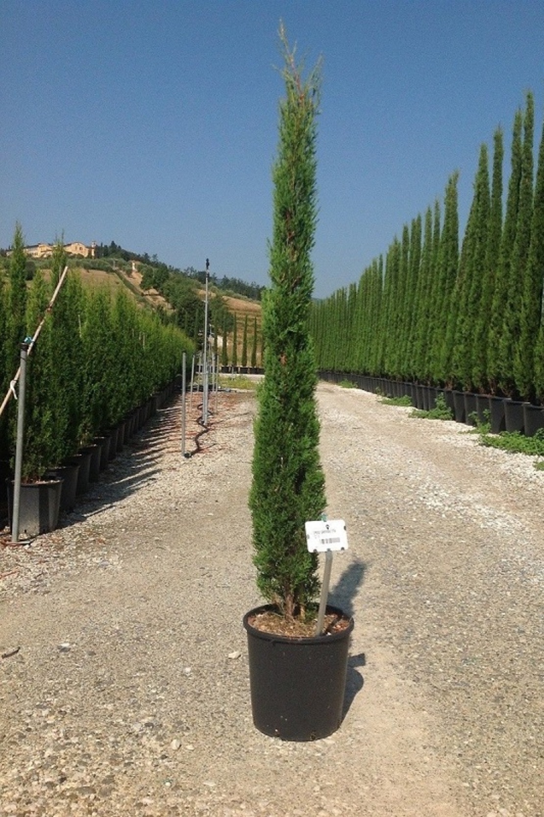Италиански кипарис ‘Totem’ Cupressus sempervirens ‘Totem’