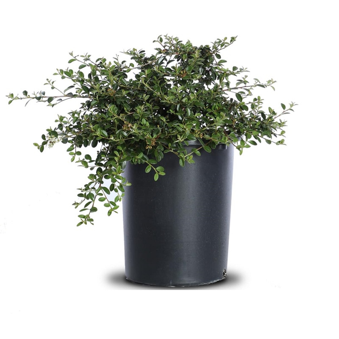 Котонеастер (пълзящ) Cotoneaster dammeri