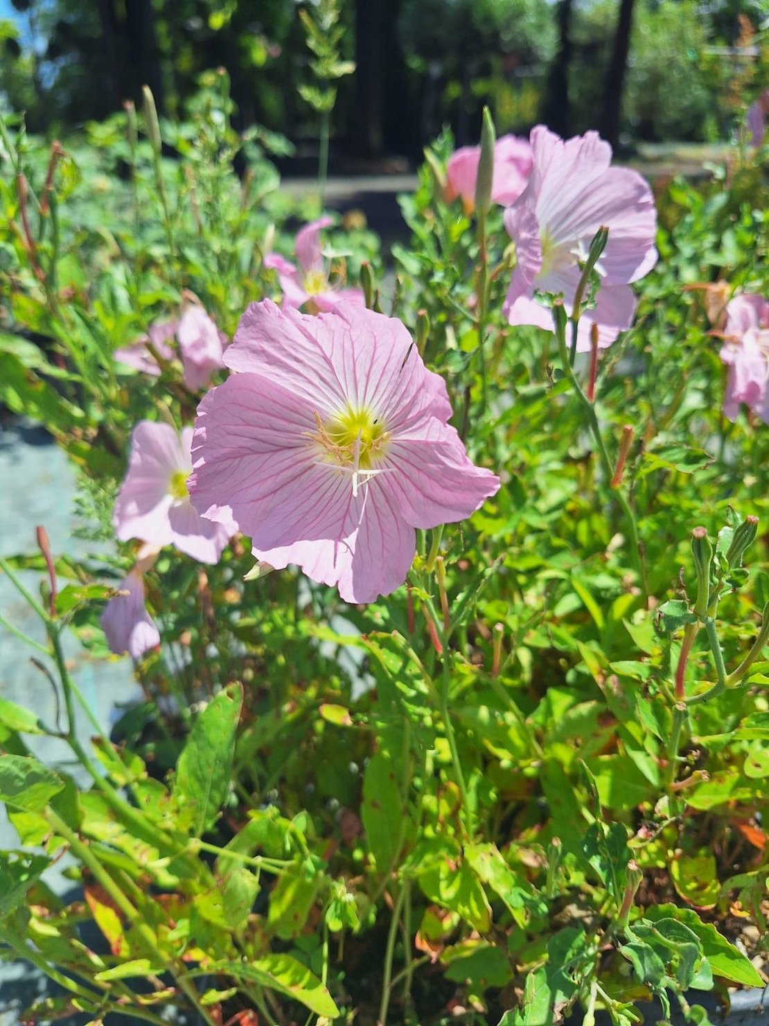 Розова йонотера 'Oenothera speciosa'