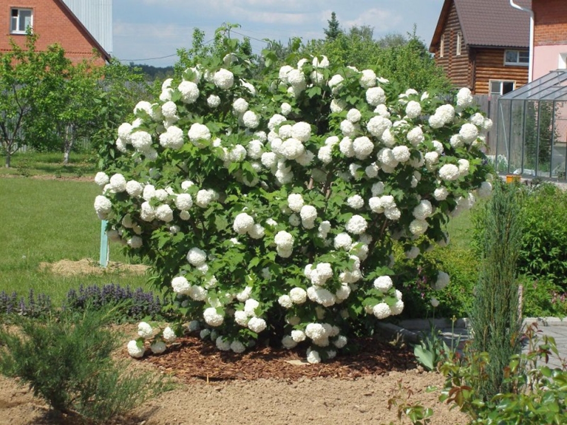 Калина ‘Roseum’ Viburnum opulus ‘Roseum’