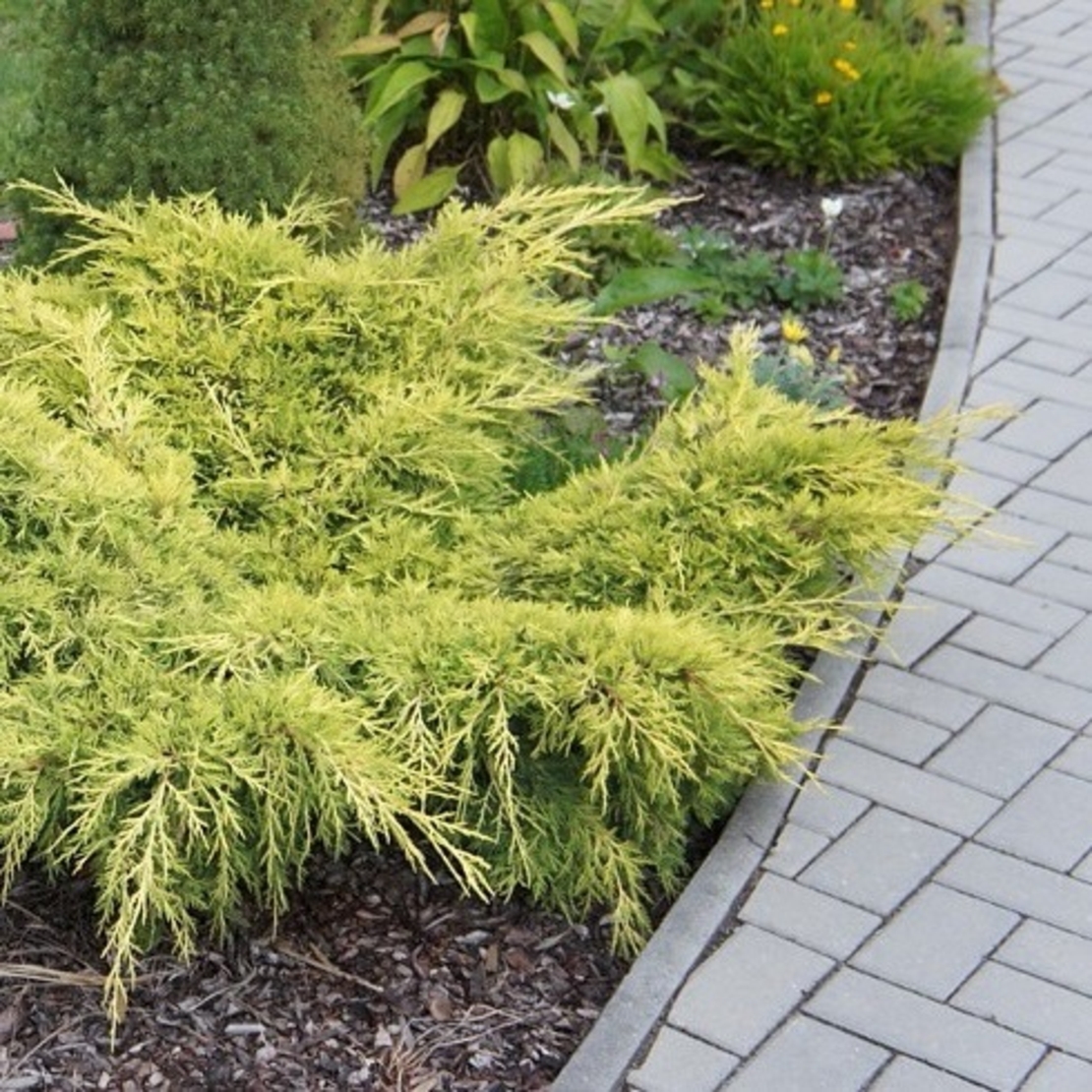 Хвойна хоризонтална ‘Old Gold’ Juniperus horizontalis ‘Old Gold’