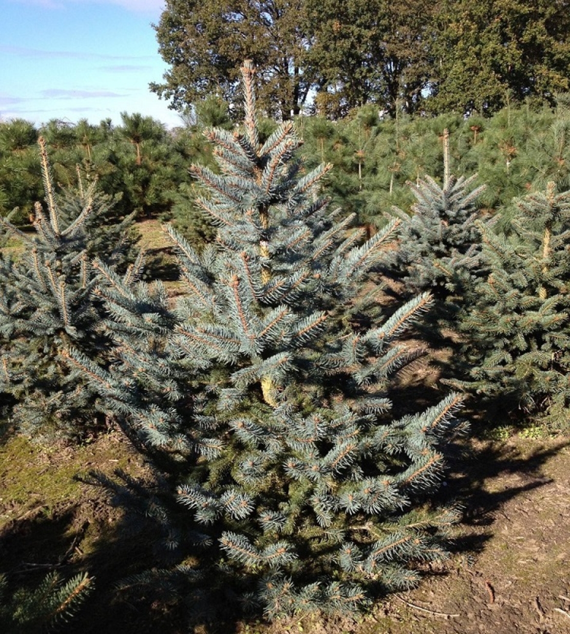 Смърч ‘Oldenburg’ Picea pungens ‘Oldenburg’
