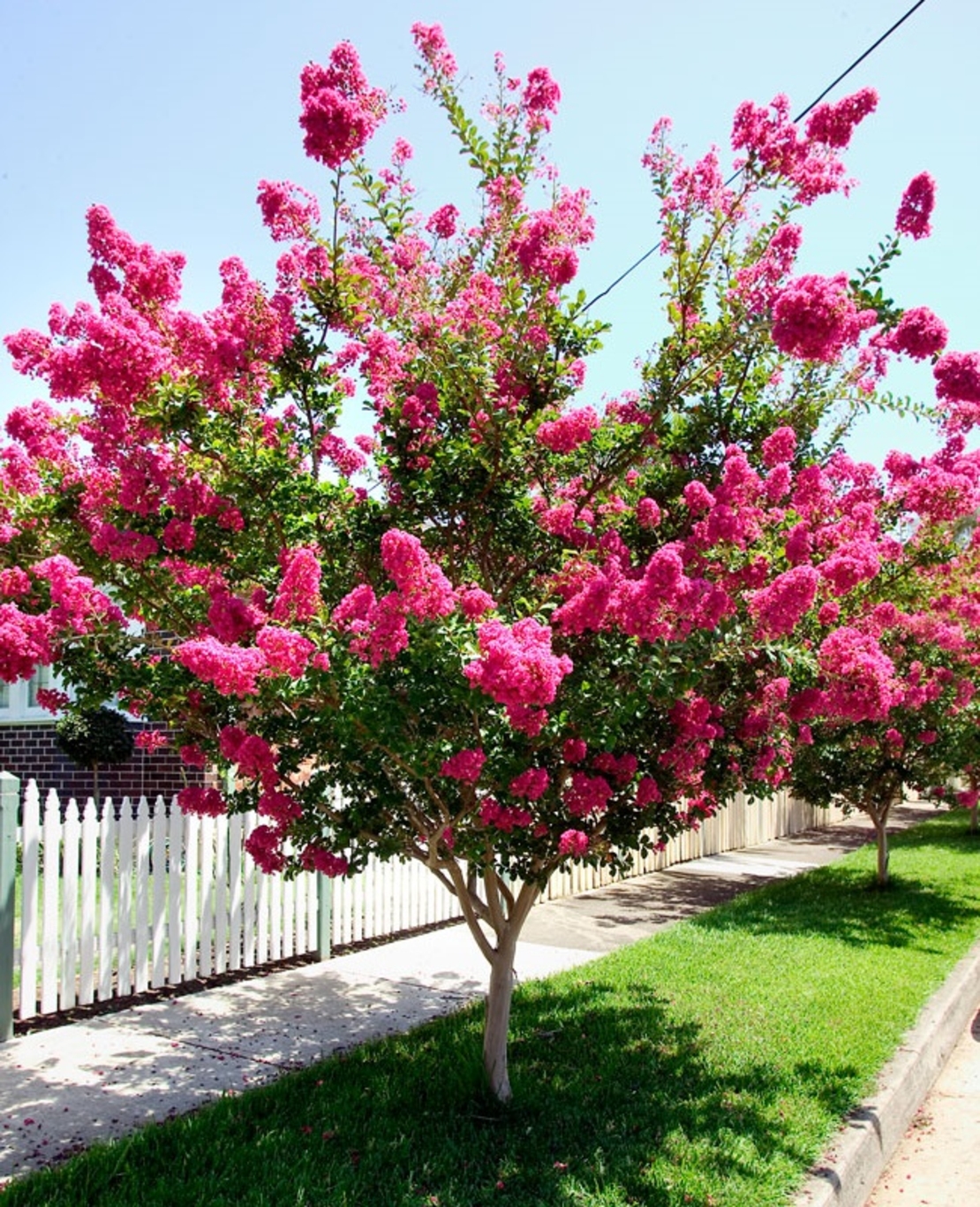Лагерстремия индийска Lagerstroemia indica