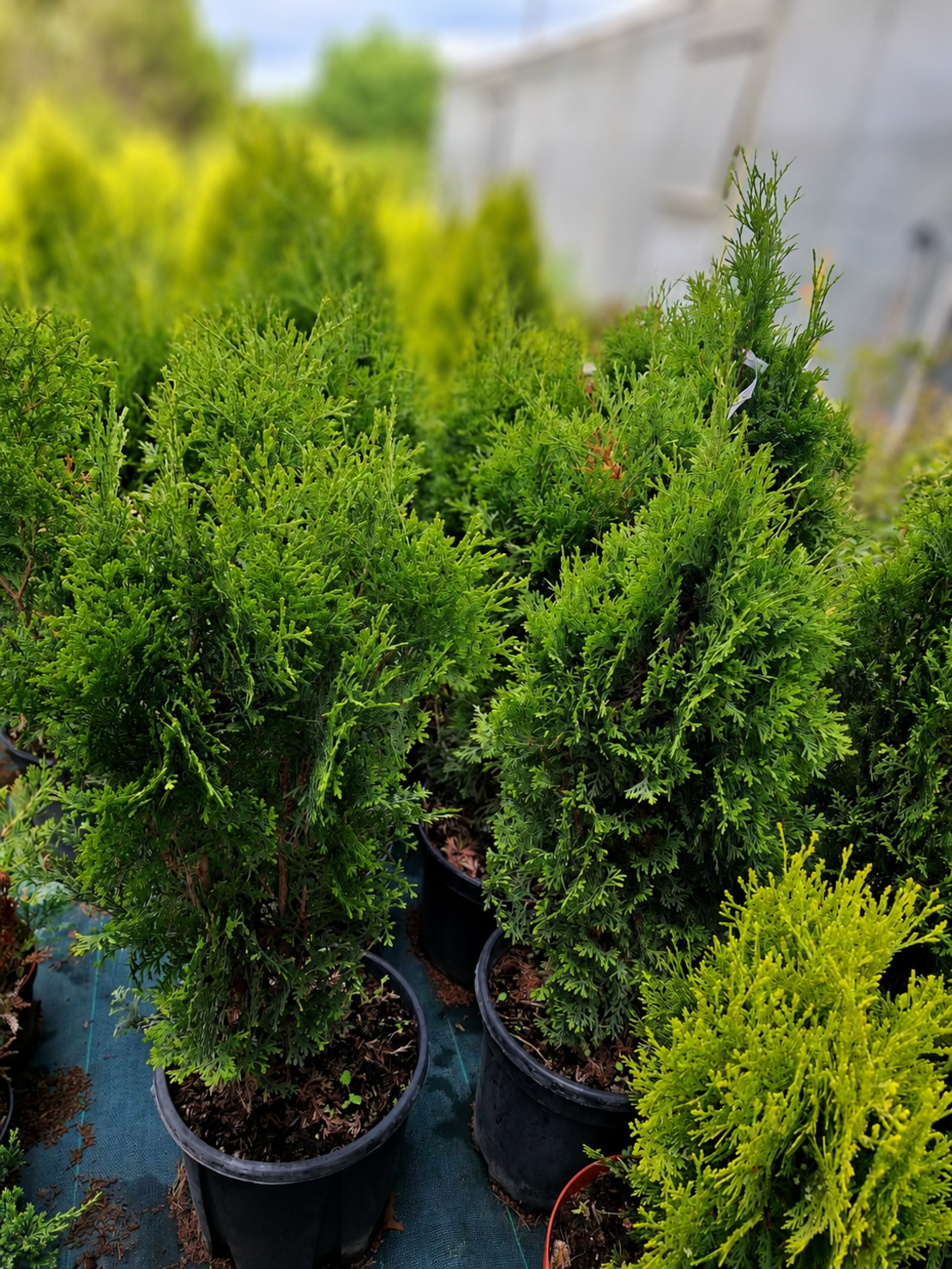 Туя ‘Fastigiata’ Thuja occidentalis ‘Fastigiata’