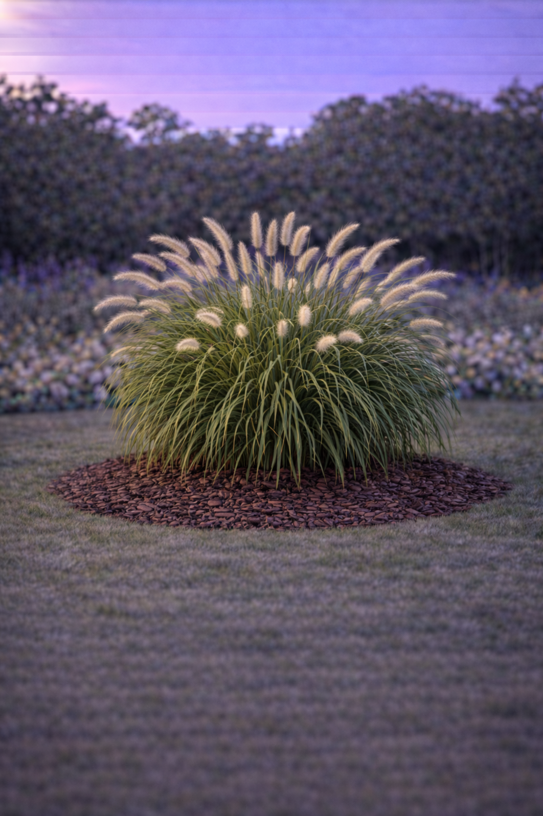 Пенисетум Pennisetum alopecuroides