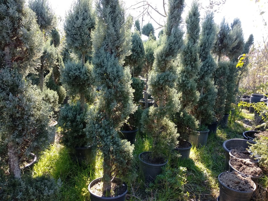 Лейландов кипарис (спирала) Cupressocyparis leylandii