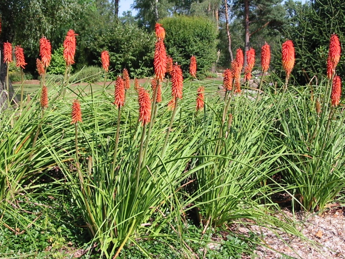 Книфофия Kniphofia uvaria