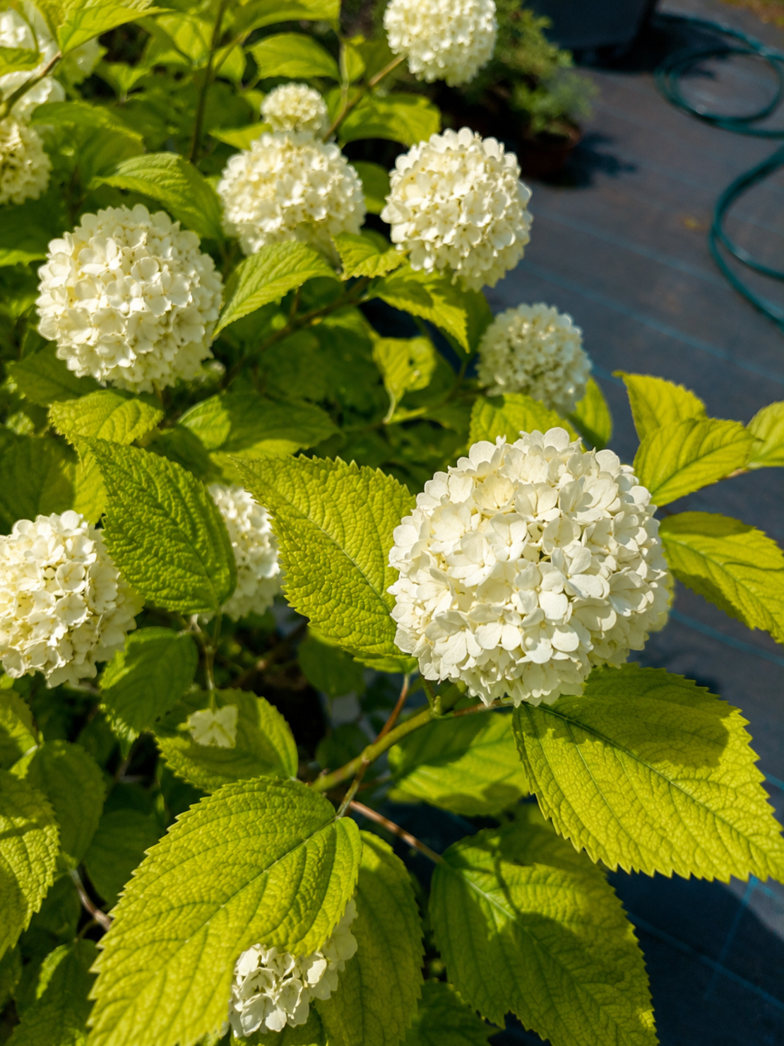 Картоп 'Снежна топка' 'Viburnum opulus Roseum’