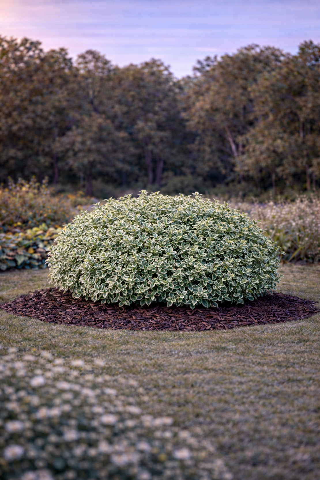 Евонимус ‘Emerald Gaiety’ Euonymus fortunei ‘Emerald Gaiety’
