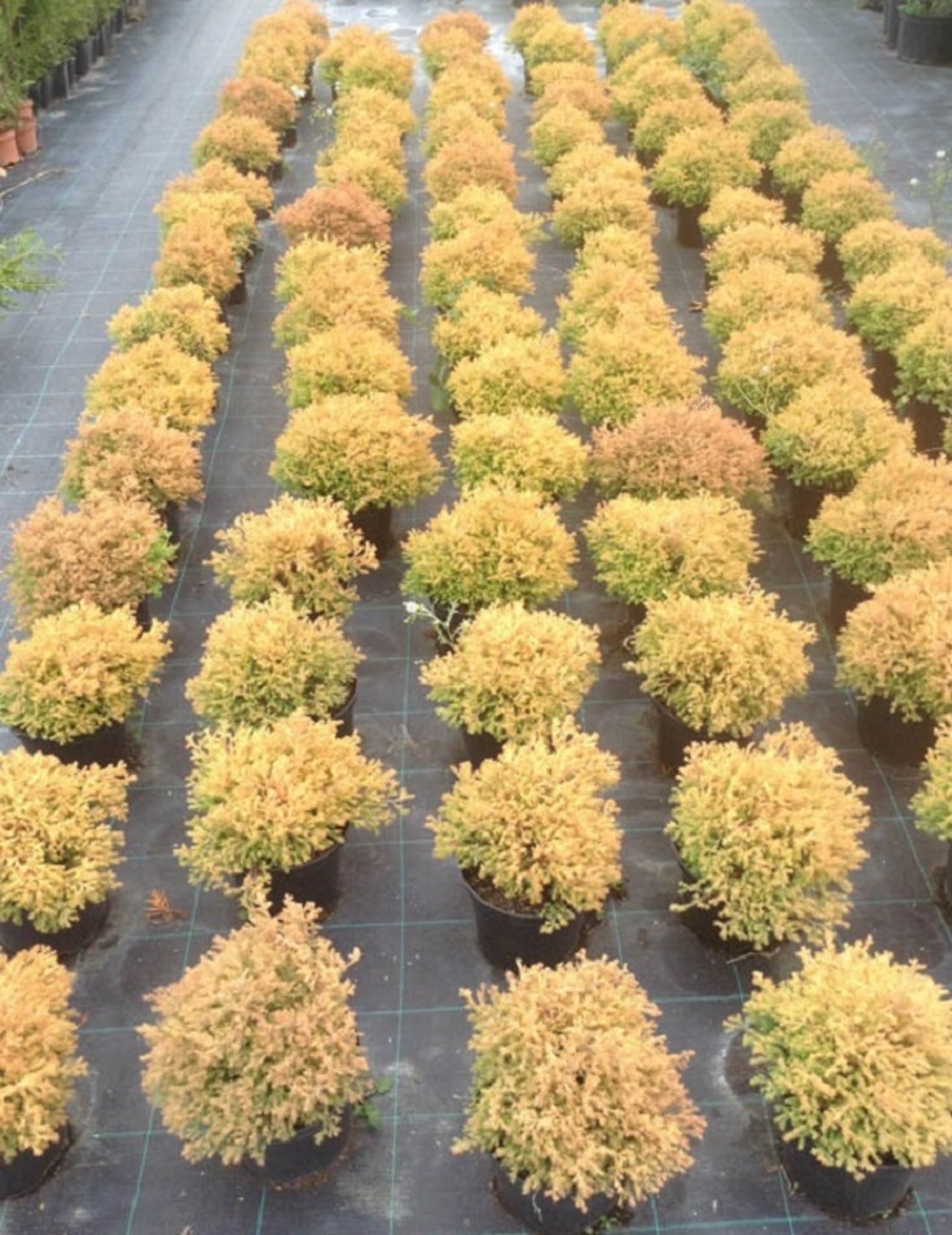 Туя ‘Rheingold’ Thuja occidentalis ‘Rheingold’